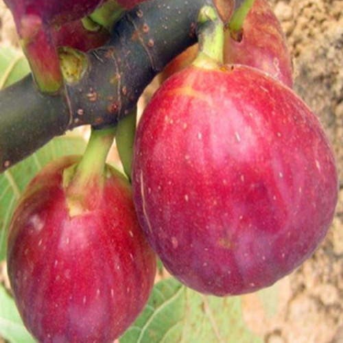 無花果 無花果苗