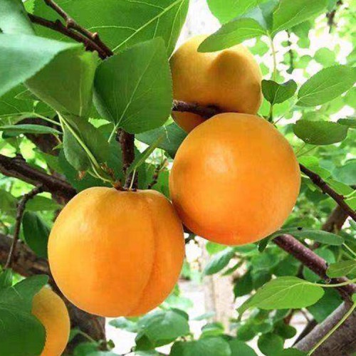 杏 金太陽杏 杏苗廠家