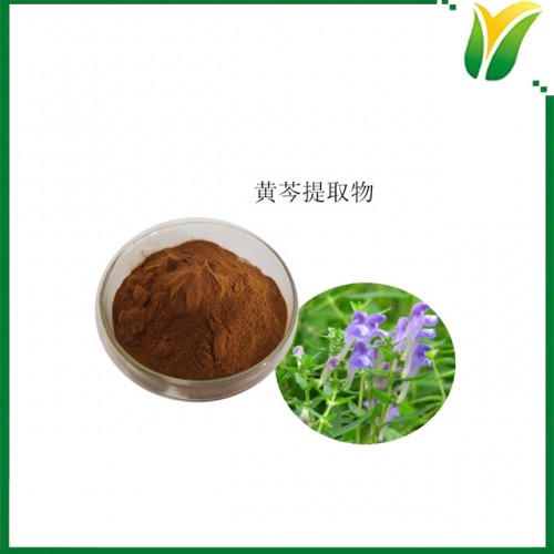 黃芩提取物 黃芩苷20% 山茶根萃取粉 植物提取物