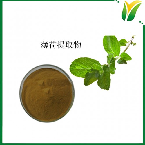 薄荷提取物10：1 銀丹草提取物水溶 現(xiàn)貨批發(fā)