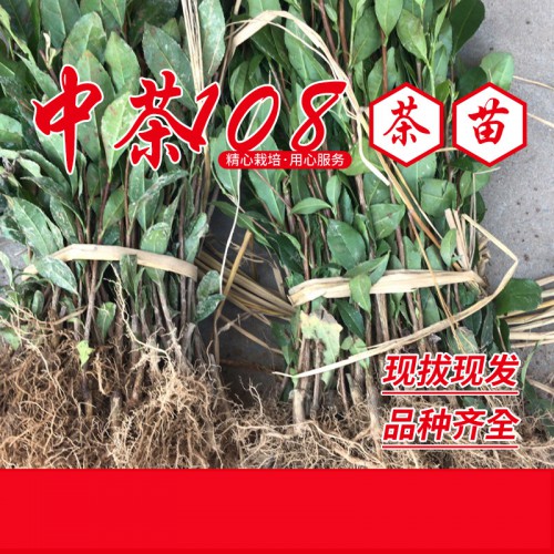 中茶108茶苗 中茶108茶樹苗基地