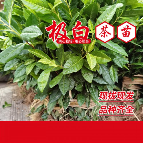 中白1號茶苗 中白2號茶苗 中白4號茶苗
