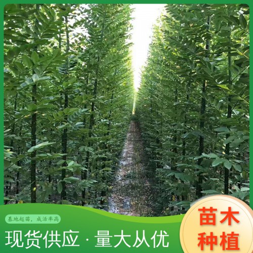 淑女國槐 國槐樹批發 國槐樹