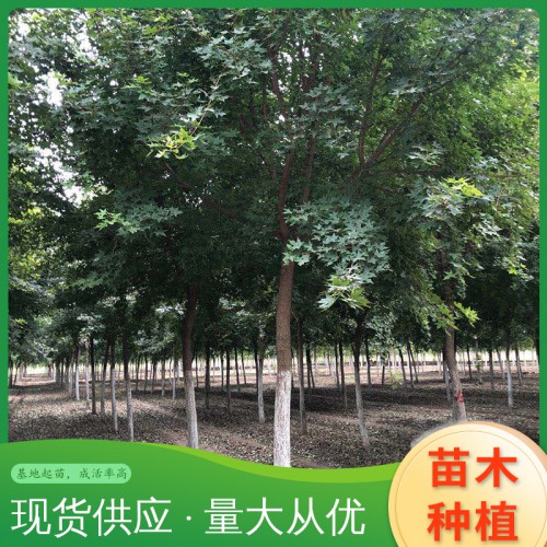 五角楓 優質五角楓 五角楓樹苗