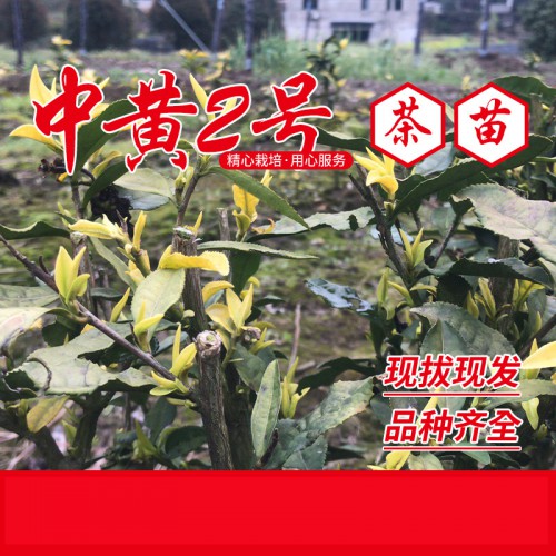 中黃2號茶苗、中黃2號茶葉苗