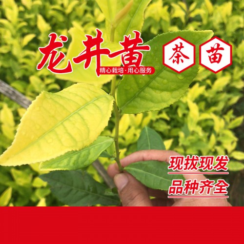龍井黃茶苗 龍井黃茶葉苗