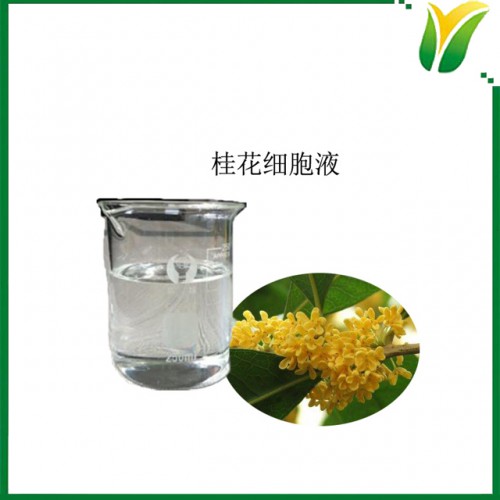 桂花細(xì)胞液 鮮桂花細(xì)胞液 桂花提取物