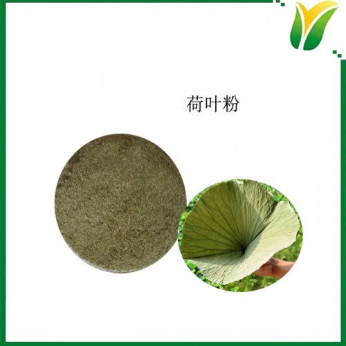 荷葉粉100目 荷葉生粉 干荷葉粉 植物提取物