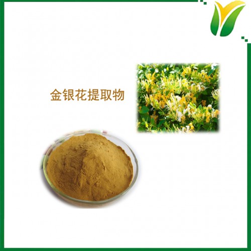 金銀花提取物 金銀花綠原酸20% 金銀花植物提取物粉末