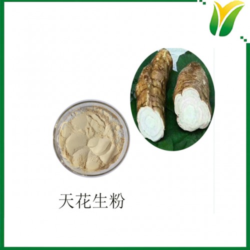 天花粉 栝樓根粉 蔞根生粉