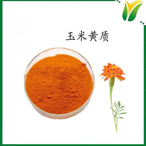 玉米黃質5%微粉 萬壽菊提取玉米黃素 植物提取物