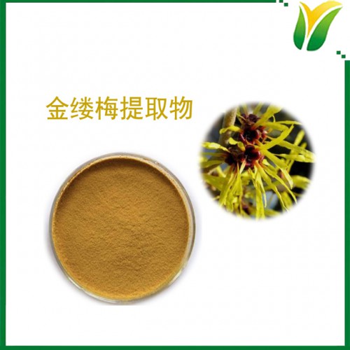 金縷梅提取物10：1 植物提取物 金縷梅萃取粉