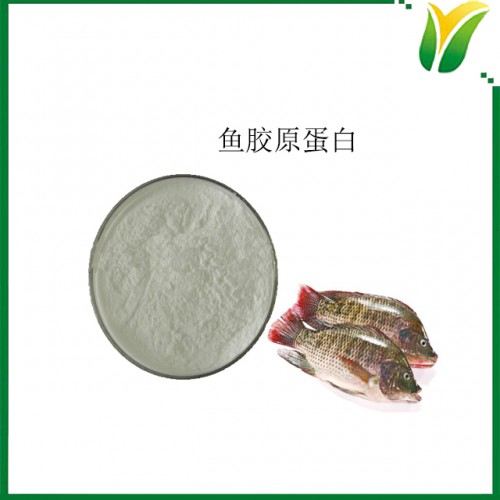 魚膠原萃取粉 魚膠原蛋白質粉