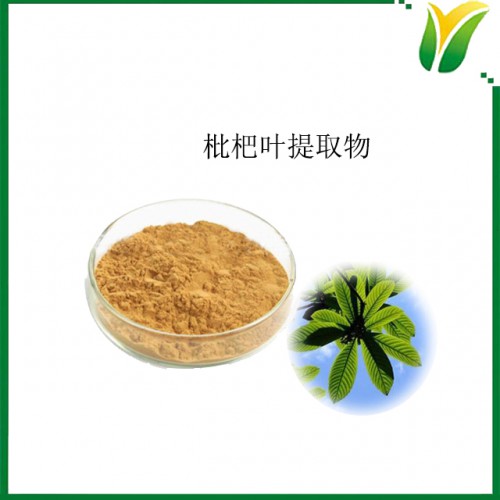 枇杷葉提取物10：1 植物提取物