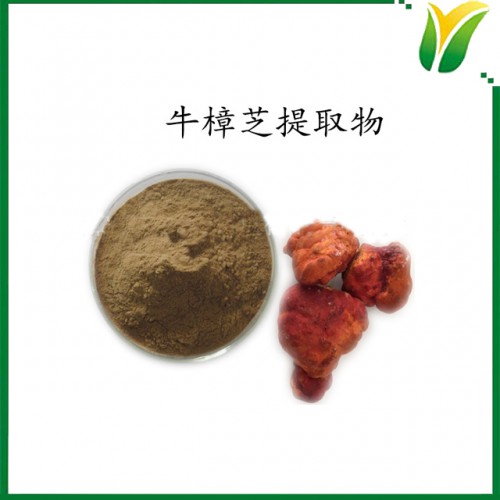 牛樟芝提取物 多糖50% 植物提取物