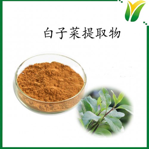 白子菜提取物10:1 接骨丹比例提取物 植物提取物