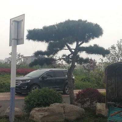 黑松 造型黑松批發