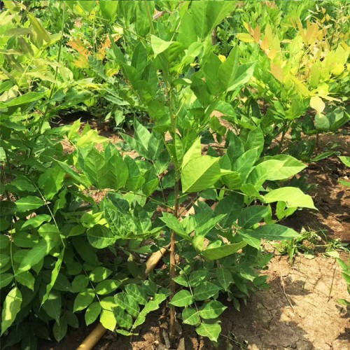 供應(yīng)紫藤 基地直銷(xiāo)紫藤樹(shù)苗