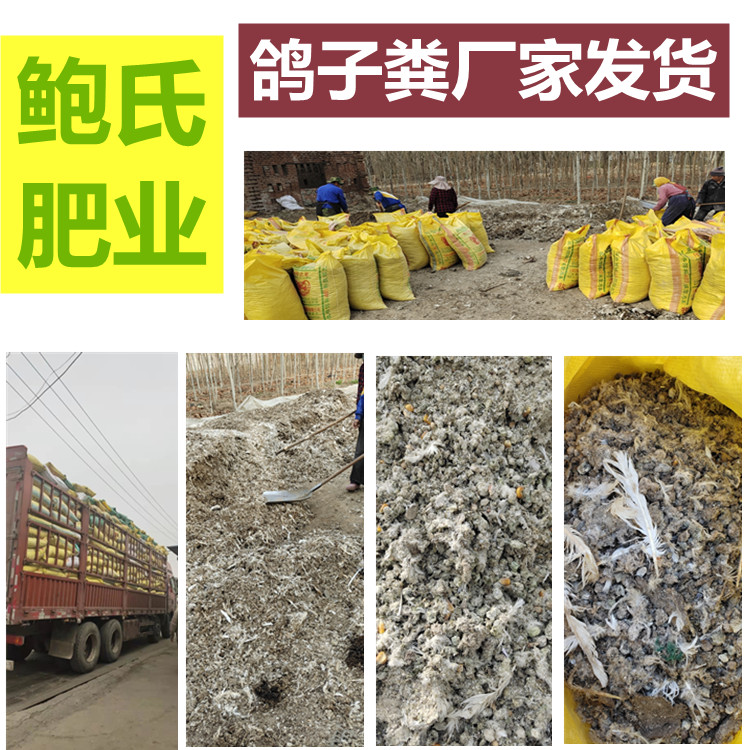 鮑氏鴿子糞發貨2