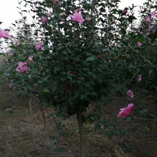 2021年木槿花小苗 木槿基地直銷(xiāo)