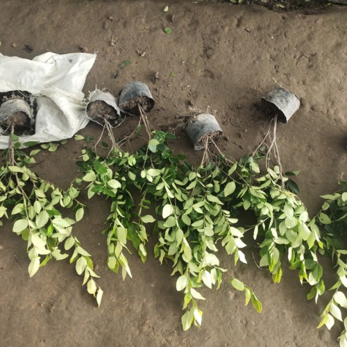 金森女貞小苗 金森女貞球基地 苗圃直銷(xiāo)