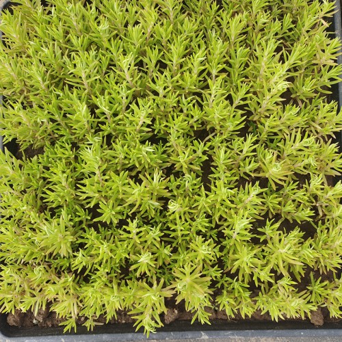 佛甲草基地 佛甲草苗圃直銷(xiāo)