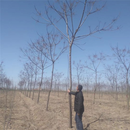 苦楝樹(shù)苗木 苦楝樹(shù)基地 苗圃直銷(xiāo)