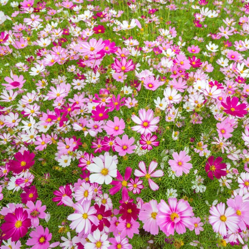 批發波斯菊種子 出售波斯菊種子