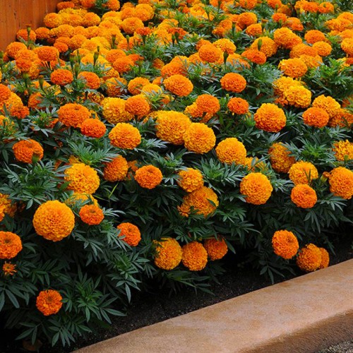 萬壽菊種子 優質萬壽菊種子