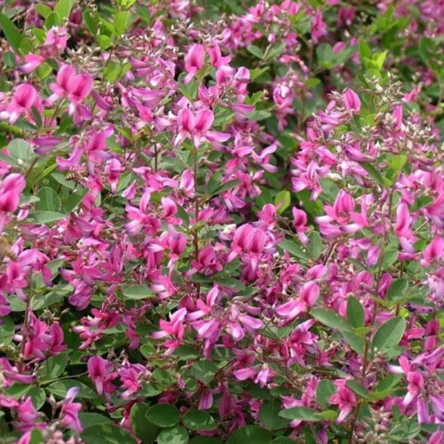 胡枝子種子 批發胡枝子種子