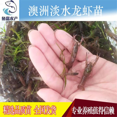 龍蝦苗 澳洲龍蝦苗價(jià)格