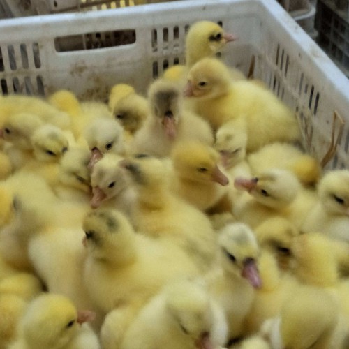 雜交鵝苗現在一只價錢 低價鵝苗 鵝苗鴨苗批發