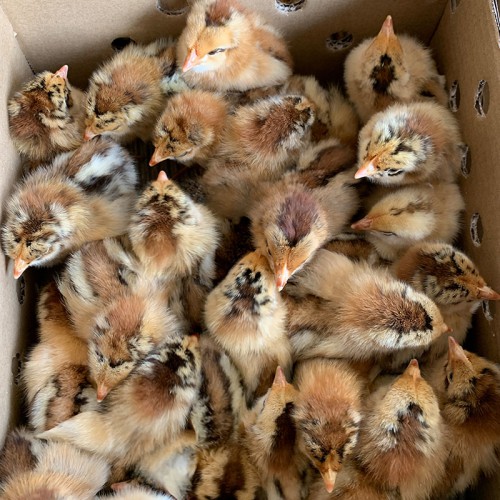 快大型青腳麻雞苗 孵化場小雞苗有賣 三黃雞苗供應(yīng)