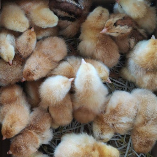 正宗土雞苗 純笨雞品種 紅公雞母雞苗 散養(yǎng)脫溫半成品雞