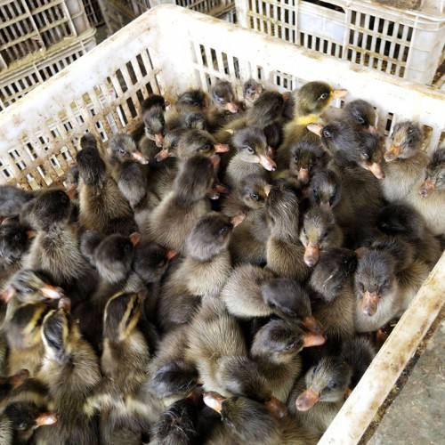 青殼蛋鴨品種 青殼蛋鴨苗 青殼蛋鴨養殖孵化場