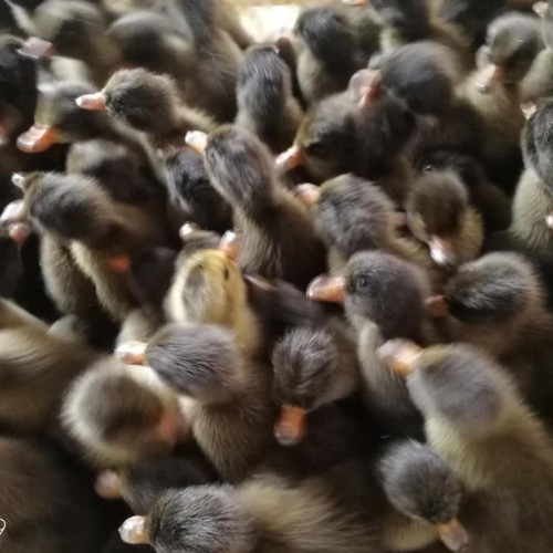 金定鴨養殖 蛋鴨鴨苗孵化場 種鴨鴨苗 蛋鴨鴨苗