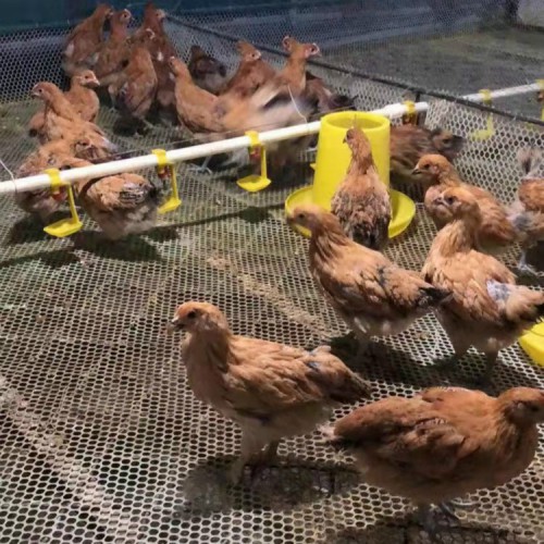 1斤小雞苗批發 小雞半斤左右苗 脫溫雞