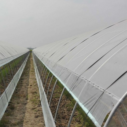果蔬大棚配件 葡萄大棚 辣椒大棚 大棚內外棚 棚中棚建設