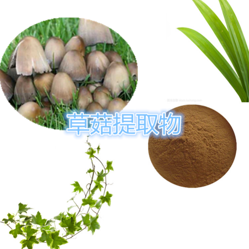 草菇提取物 水提 10:1 草菇粉 水溶 草菇浸膏