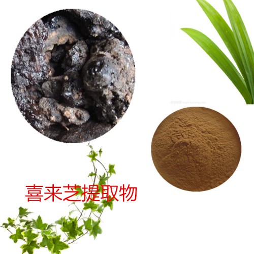 喜來(lái)芝提取物 水提 10:1 喜來(lái)芝速溶粉 喜來(lái)芝浸膏
