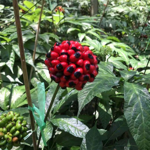 黑人參種子 黑三七種子 藥材黑人參種子