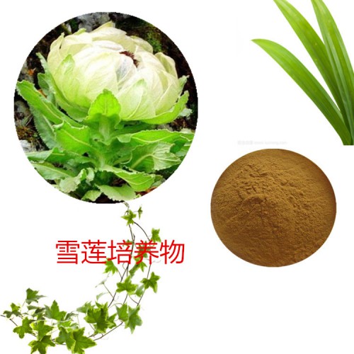 雪蓮培養物  雪蓮浸膏粉 雪蓮提取液 多規格