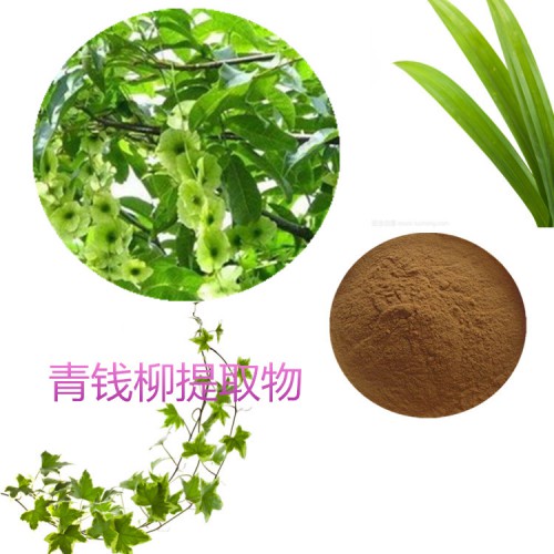 青錢(qián)柳提取物 水提 10:1  青錢(qián)柳浸膏 青錢(qián)柳速溶粉