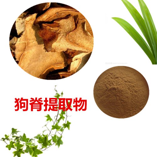 狗脊提取物  狗脊粉  狗脊速溶粉 狗脊浸膏粉