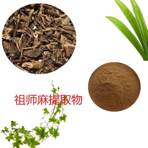 祖師麻提取物 祖師麻粉  祖師麻速溶粉 祖師麻浸膏粉