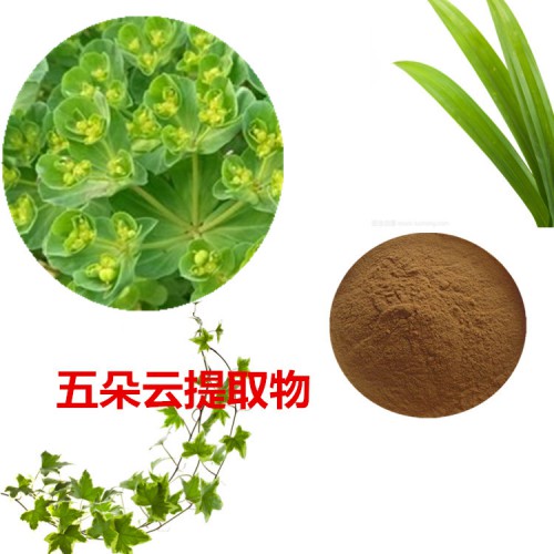 五朵云提取物  五朵云粉 五朵云速溶粉 五朵云浸膏粉