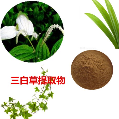 三白草提取物  三白草粉 三白草速溶粉 三白草浸膏粉
