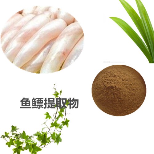 魚鰾提取物  魚鰾粉 魚鰾速溶粉 魚鰾浸膏粉