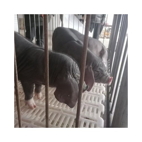 江蘇種豬仔豬繁育基地 小母豬苗價格 養母豬投資價錢