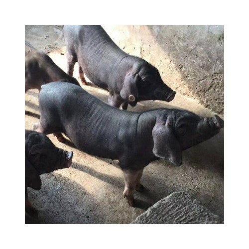 現在太湖母豬60斤價格 江蘇太湖母豬價錢 出售太湖豬